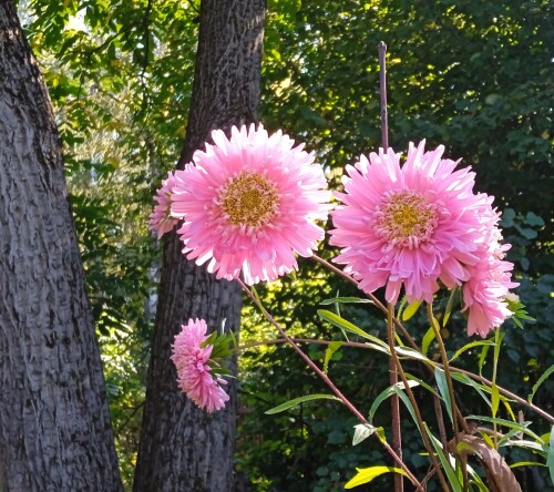 aster 11 sep