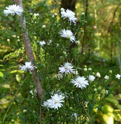 aster-white-21-sep9039b3697079446a.jpg