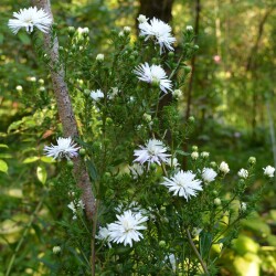 aster-white-21-sep9039b3697079446a