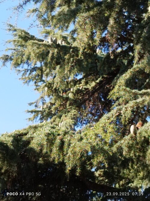 IMG-20250923-WA00078d0ef038bb921efd.jpg