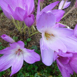 DSCN22977dcc41f36156de22