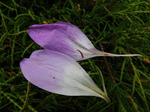 DSCN229917847442ca4de268.jpg