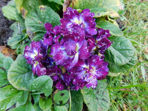 DSCN24639a53533f2158ea06.jpg