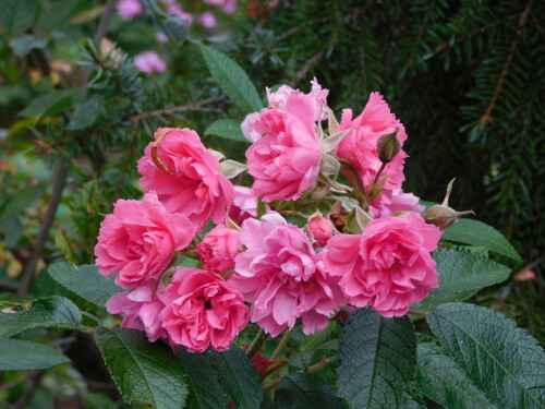 DSCN2521