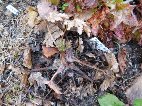 DSCN27027747ff165200a25a.jpg