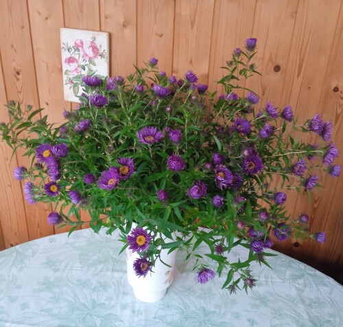 Aster Constance 25 oct