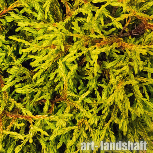 туя голден таффет