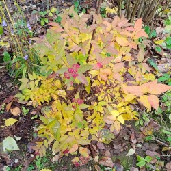 Double-Play-Doozie-1-nov669ee86ab5de89e8