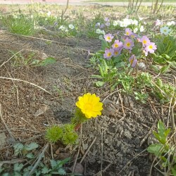 IMG_20250415_1113155a84271a65b940f9