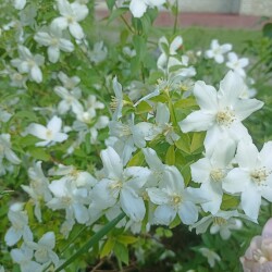 IMG_20250611_09262918e101ba8d88a1be