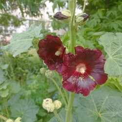 IMG_20250627_09361536df90bd83e38d41