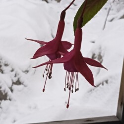 PERVYI-SNEG-15-nova9c2fc977e76e5e3