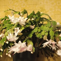 December-2-18-nov9f77e979ad58f0ef