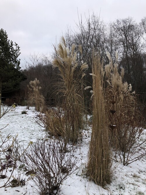  Silverfeder, Flamingo, Malepartus   