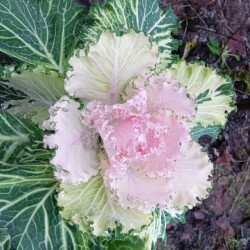 decor-pink-24-nov83225f25eea07175