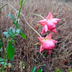 Anne-Boleyn-6-decc63f7deef015ea90