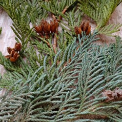 IMG_20251207_095214330d03a73b0b2e39