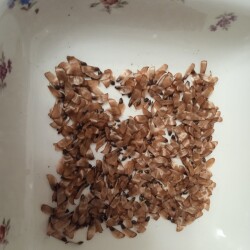 SOSNA-seeds-11-decd1ac9b0ba49c9237