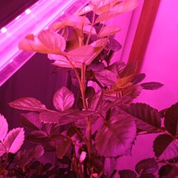 Opal-Victory-27-decc491449be2f8b433