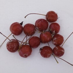 apple-decor-9-jana0ce2d0c183d69b3