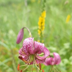 i-43daebe3a1d9cca971