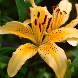 5V__z7a2RjenFT993V-zoocdThQ9itkFHciBFwwHVpGaaoDX7S3Iz2fRrFxViiDquBCA96C8An_BPAxO72cQP_W32dcd0e3f83352fc1e