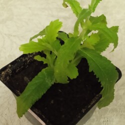 verb-15-jan3bf646d454efeff6