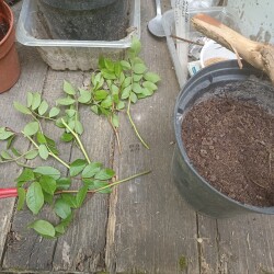 IMG_20250629_115603b54971e249fb1274