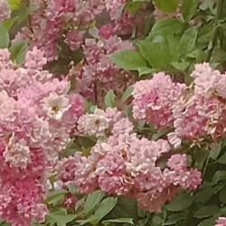 IMG_20250701_174523KK28c8cb65b0e6ae63