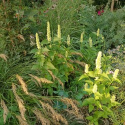 IMG_20250731_19193752f726dd84d0d8fd