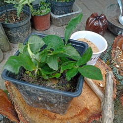 IMG_20250803_082102de9280e72fcae5a9