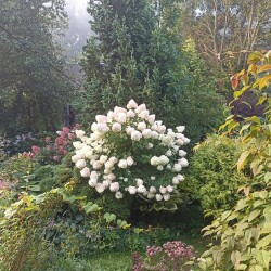 IMG_20250824_06491367a07434bfae3796