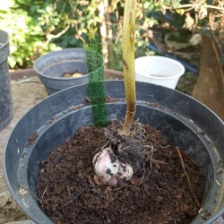 IMG_20250831_1533512d36992a9043d837