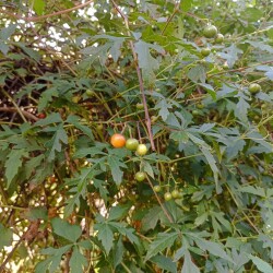 IMG_20250914_16011402d808b21c75524d