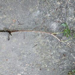 IMG_20250914_163600dba2bbb527599568