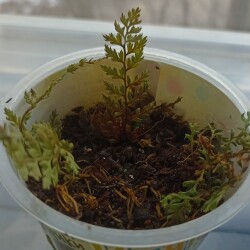 MNOGORYDIMG_20250223_17025492364dd304362db2