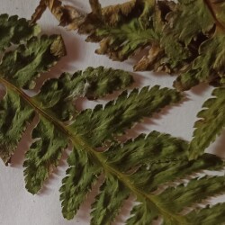 SITGOLDIIMG_20250215_113628836094633c64e204