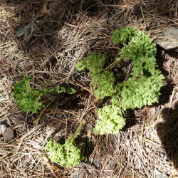 USPP1340287d9af201b3b4c876b