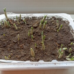 IMG_20250311_1451263128d01108a935e2