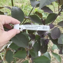 IMG_20250604_0903502a2a1da3c502e2a0