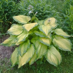 IMG_20250612_175914db7a0e5c7f079932