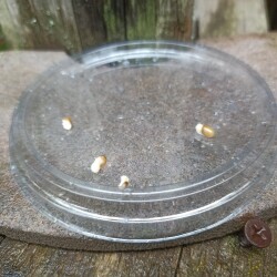 IMG_20250618_080207dc02a011f0fb15eb