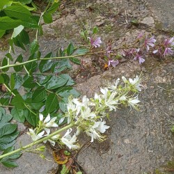 IMG_20250618_082733be2c4fcdfdc12f01