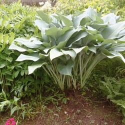 IMG_20250618_173458a0ea4f10096ee73d