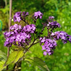 helio-Aug1fe5897e0482e6f4