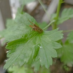 IMG_20250531_090353--KOPIY21a4406396afe6d9