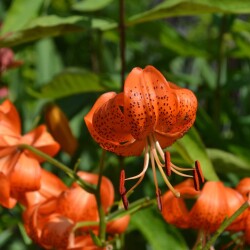 i-43d1db76a714742be5