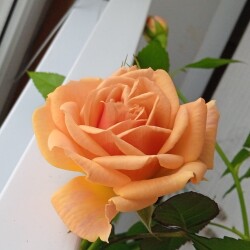 Opal-V-20-jancdb372d6c3ce6f10