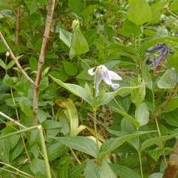 IMG_20250609_093500Kbe8a044415438589