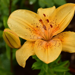 53013494837_6c61382fd5_bfb36ddc31ddd45d0